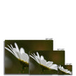 White daisy flower canvas prints. Landscape orientation. Image wrap. Different sizes. Ready to hang