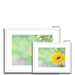 Yellow Daisy - Framed & Mounted Print