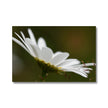 Wild White daisy flower, fine art canvas print. Image wrap 