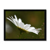 Single, wild, white daisy flower photographic fine art print. Black frame. Landscape orientation.