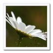 Single, wild, white daisy flower photographic fine art print with white frame. Square.