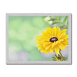 Yellow Dahlia Daisy flower painting. Yellow, mint green and lilac floral art print in silver frame