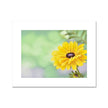 Yellow dahlia daisy flower painting. Yellow, mint green and lilac floral fine art print