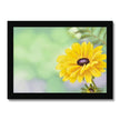 Yellow dahlia daisy flower art print in a black frame. Landscape format