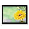 Yellow dahlia daisy flower art print in a black frame. Landscape format