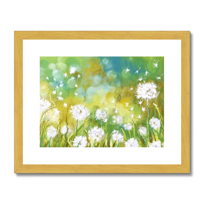 Fluffy dandelion seed heads. Fine art print in gold frame with white mount. Landscape format.