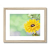 Yellow Dahlia Flower artwork print with a natural frame with white mount