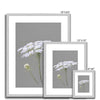 Grey and white Queen Anne's Lace illustration prints in silver frame