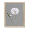 Dandelion seed and bud, art print in natural light wooden frame. Grey and white wall art