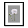 Dandelion art. Grey and white fine art print in black frame with white mount. 