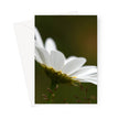 White daisy flower, floral greeting card. Portrait format