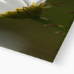 White Daisy Flower, fine art canvas print. Close up view of bottom corner and image wrap detail.