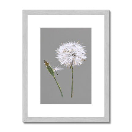 Dandelion seed head art print in silver frame with white mount.