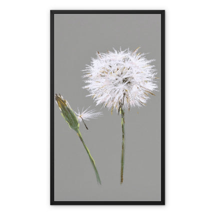 Dandelion seed head and bud fine art canvas print with black frame. Ready to hang 