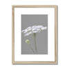 White and grey floral art print in natural light wooden frame with white mount