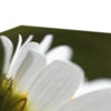 White Daisy Flower, fine art canvas print. Close up view of canvas fabric 