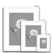 Dandelion art. Grey and white fine art prints in white frame with white mount. Different sizes