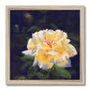 Yellow rose artwork print with natural light wooden frame. Square format