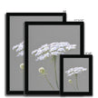 Single white flower on grey background. Artwork fine art prints with a black frame. Different sizes