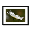 White Daisy Flower floral art print in a black frame and white mount. White and green floral art print.