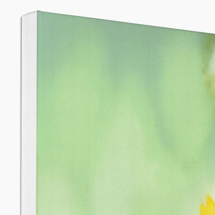 Yellow Daisy canvas art print. Close up of top corner and white wrap