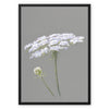 Queen Anne's Lace flower artwork illustration. Grey and white floral canvas print with picture frame. 