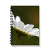 Wild white daisy flower, macro image spiral bound notebook