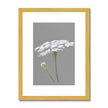 Grey and white botanical illustration print in gold frame