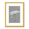 Grey and white botanical illustration print in gold frame