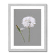 Dandelion Seed art print with white border in silver frame. Portrait format.