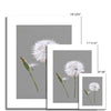 Dandelion art. Fine art art prints. Grey and white