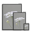 Grey and white floral canvas art prints. Different sizes. Ready to hang