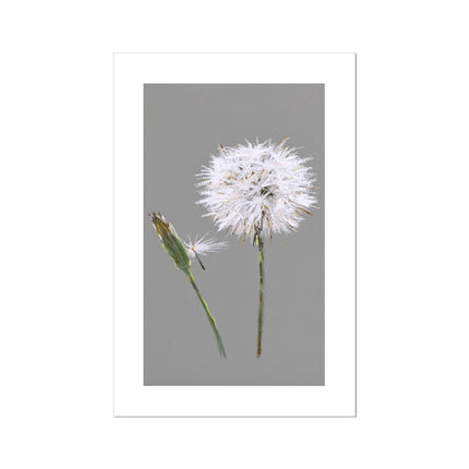 Dandelion seed head and bud artwork fine art canvas print. Grey and White floral art print. Portrait format