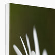 White daisy flower canvas print. White wrap. Corner detail.