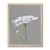 Single white flower on grey background. Artwork fine art print with natural frame. Portrait orientation.