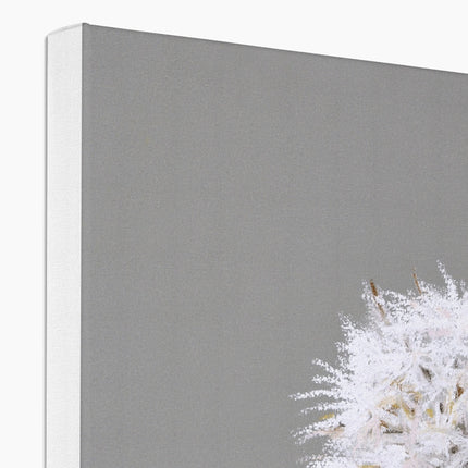 Dandelion seed head and bud artwork canvas print. Corner detail.