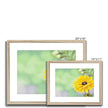 Yellow Daisy - Framed & Mounted Print