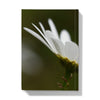 Wild white daisy flower, macro image, hardback journal. back cover