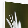 White Daisy Flower, fine art canvas print. White wrap detail 