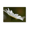 White daisy flower canvas print. Image wrap.