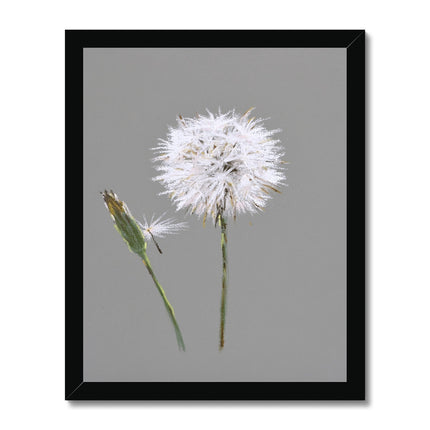 Dandelion seed and bud, art print in black frame. Grey and white wall art