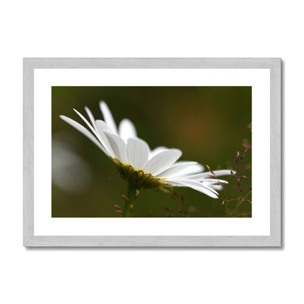 Single white daisy flower fine art print with silver toned frame. Landscape orientation.