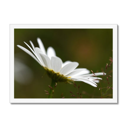 Single, wild, white daisy flower photographic fine art print. White frame. Landscape orientation.