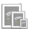 Grey and white Queen Anne's Lace flower artwork illustration. Fine art prints in silver frame. Different sizes