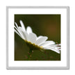 Single white daisy flower fine art print with silver frame and white mount. Square.