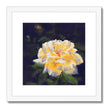 Yellow rose artwork print with white frame and white mount. Square orientation.