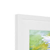 Daisy Flowers in the Sunshine, fine art print. Close up of top corner detail and the white frame and white mount.